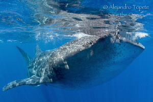 Whaleshark in surface, Isla Contoy Mexico by Alejandro Topete 